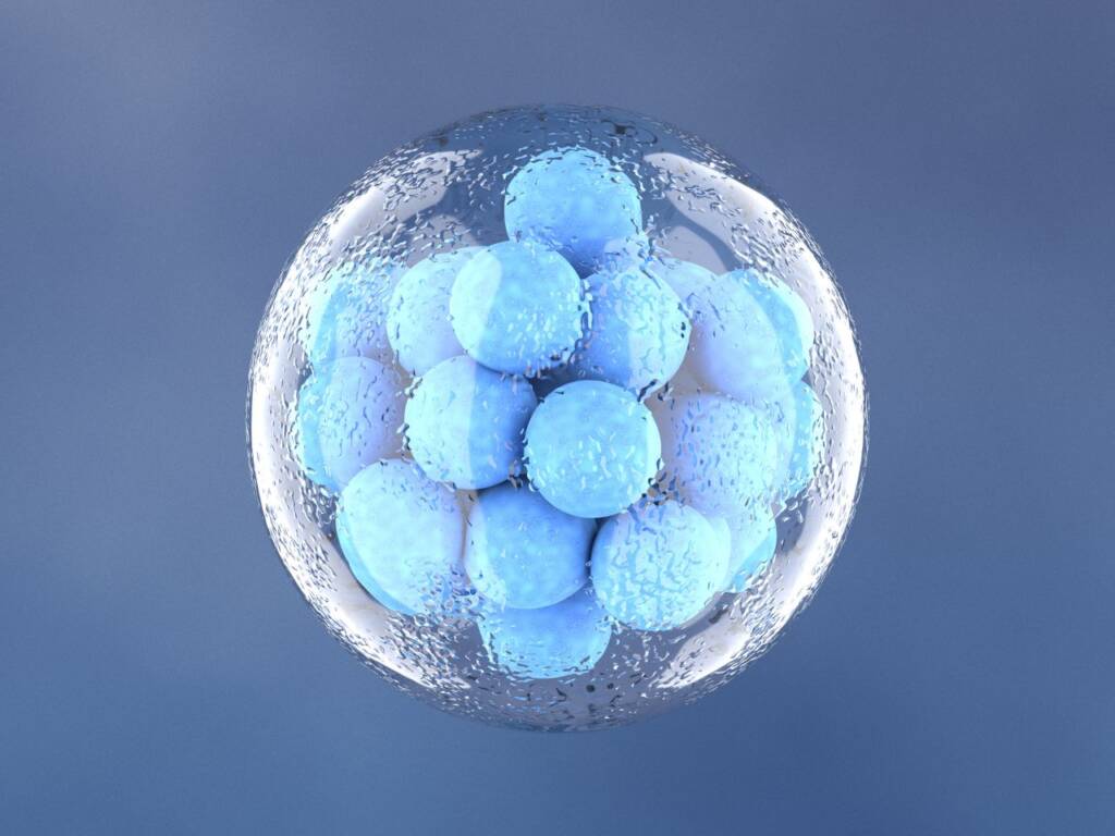 Frozen Embryo Transfer (FET) What to Expect and Success Rates