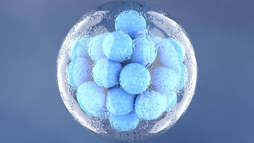 Frozen Embryo Transfer (FET) What to Expect and Success Rates